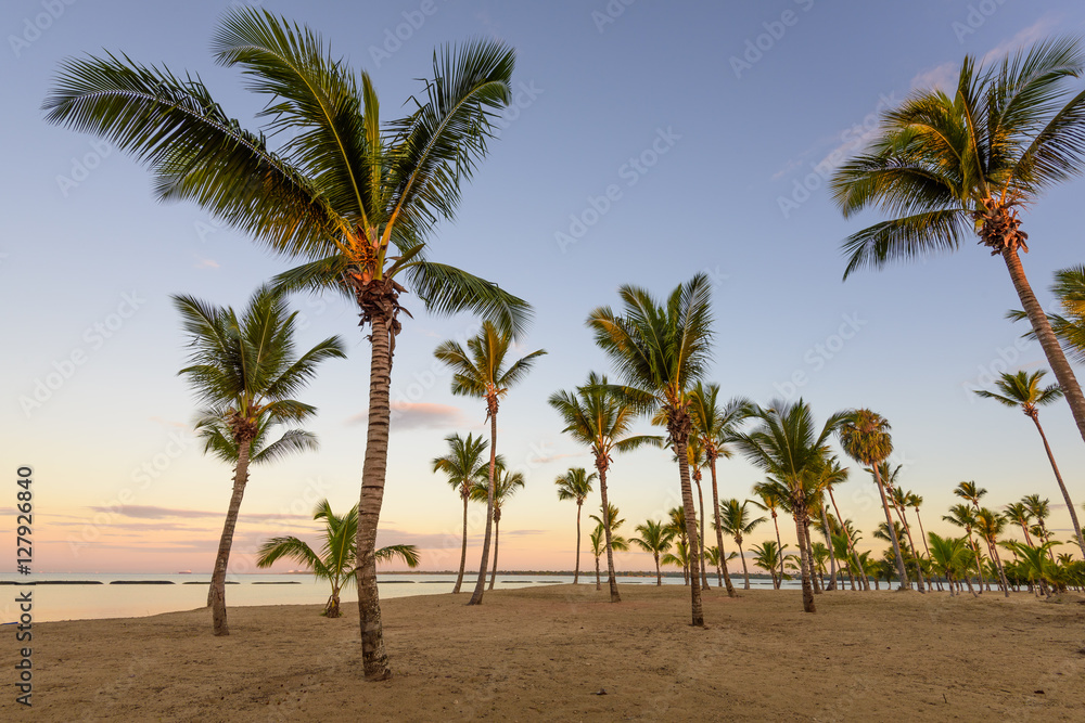 Palm Ocean Sky Palm Ocean Sky