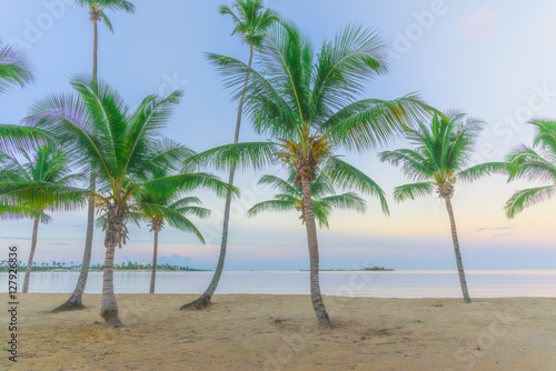 Palm Ocean Sky © dbrus