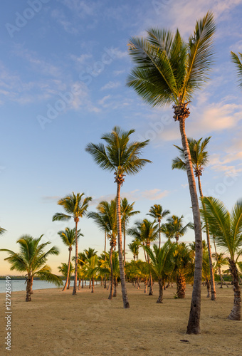 Palm Ocean Sky © dbrus
