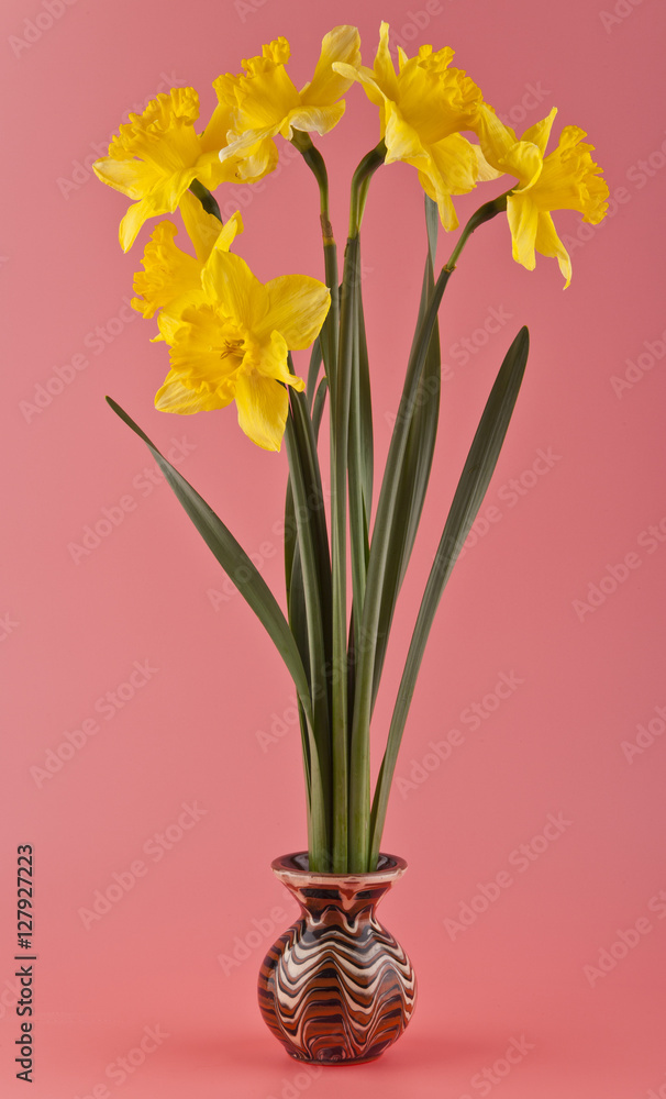 spring flowers daffodils
