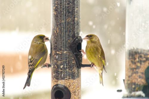 Greenfinch on garden feeder in the snow (ID: 127927249)