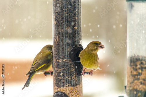 Greenfinch on garden feeder in the snow (ID: 127927282)