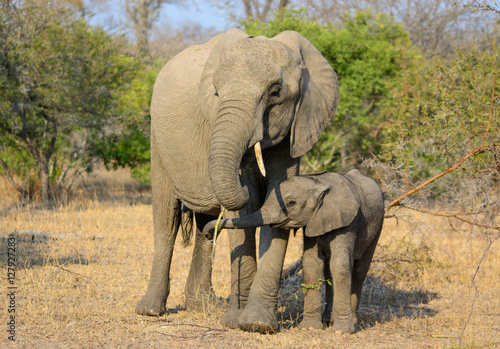 Elephant Cow   Calf  Sabi Sand Game Reserve  South Africa