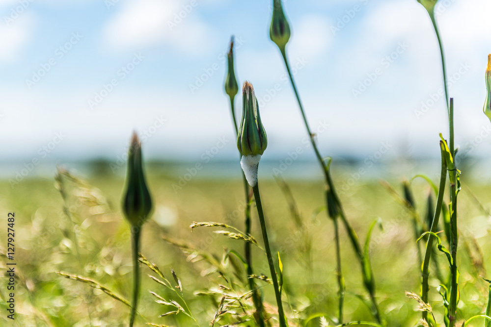 Obraz premium Nature