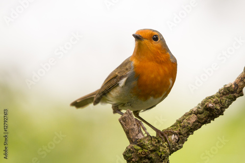 Robin looking around on a piece of a tree with a nice background © joopzandbergen