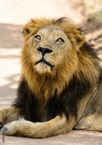 Fototapeta Naklejka Na Ścianę i Meble -  Large Black Maned Male Lion, Sabi Sand Game Reserve, South Africa