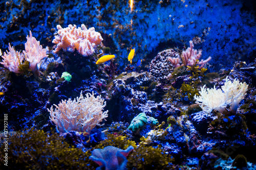 Tropical sea underwater with coral reefs and fish. beautiful vie
