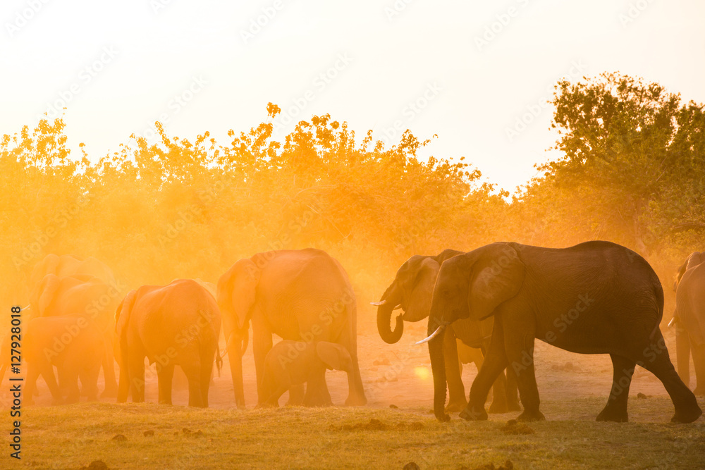 Fototapeta premium Elephants in Moremi National Park - Botswana