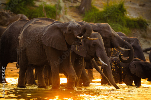 Photography Elephants in Chobe National Park - Botswana
