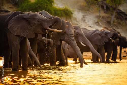 Elephants in Chobe National Park - Botswana photo