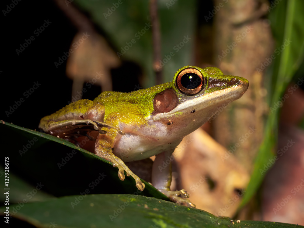 Fototapeta premium White-lipped Frog (Hylarana raniceps) Tawau Hills Park, Borneo