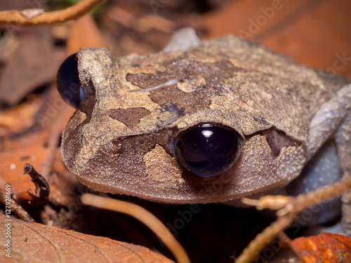 Lowland Litter Frog (Leptobrachium abbotti) Tawau Hills Park, Borneo, Malaysia photo