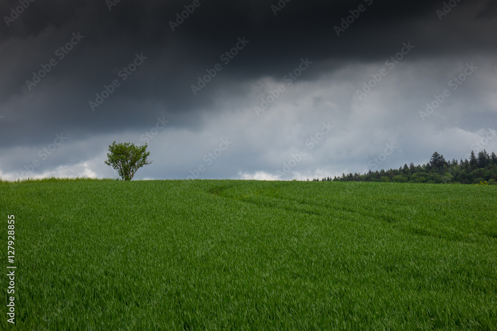 The tree in a field  in sunlight