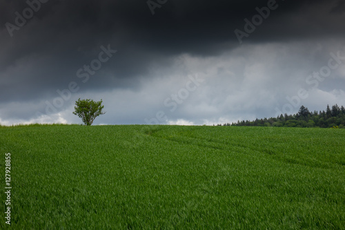 The tree in a field  in sunlight