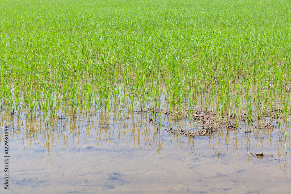 Obraz premium Young rice sprouts are growing in countryside farming, cultivati