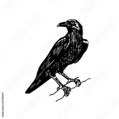 Hand drawn raven