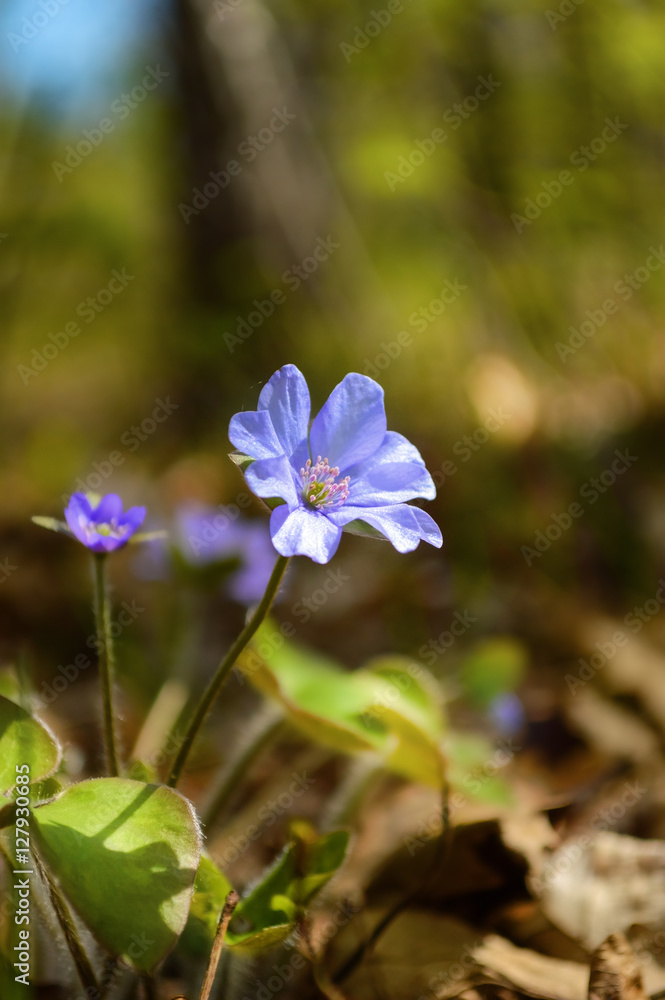 Common Hepatica Flower