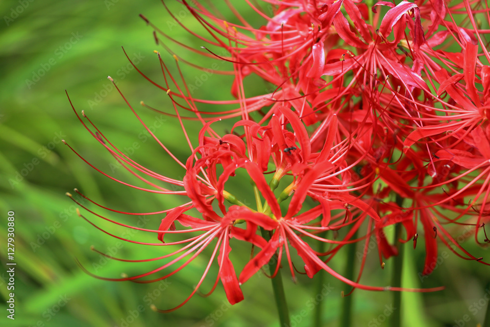 Lycoris radiata / The flower which blooms by all means in the middle of September. Lycoris radiata / The flower which blooms by all means in the middle of September.