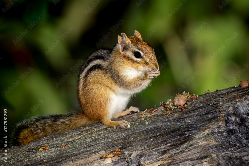 Eastern Chipmunk - Tamias striatus, sitting on a fallen tree, eating a meal. Eastern Chipmunk - Tamias striatus, sitting on a fallen tree, eating a meal.