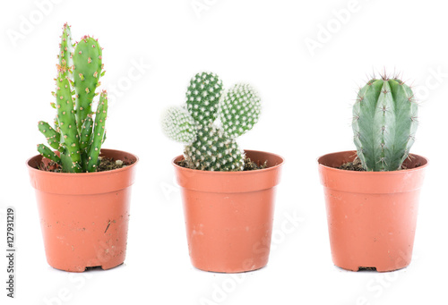 Set cactus, succulent plants in pot, isolated on white. Interior