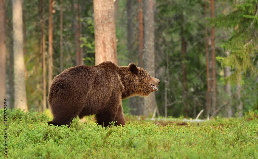 Fototapeta premium European Brown Bear