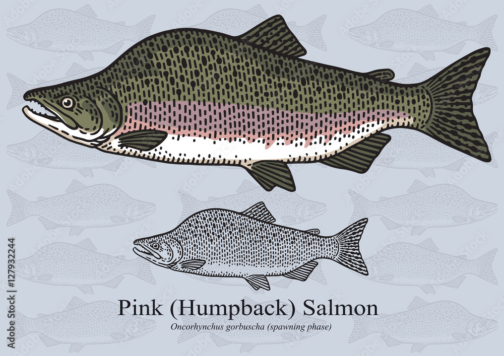 Fototapeta premium Pink Salmon, Humpback Salmon (Spawning phase). Vector illustration for artwork in small sizes. Suitable for graphic and packaging design, educational examples, web, etc.