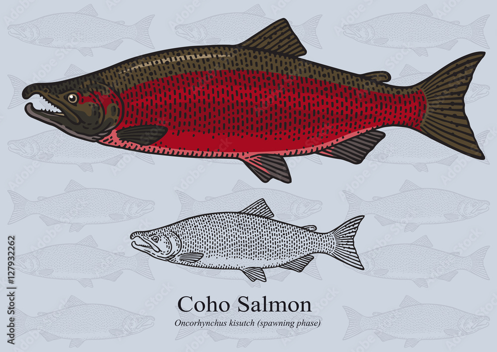 Naklejka premium Coho Salmon (Spawning phase). Vector illustration for artwork in small sizes. Suitable for graphic and packaging design, educational examples, web, etc.