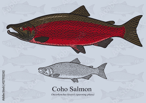 Coho Salmon (Spawning phase). Vector illustration for artwork in small sizes. Suitable for graphic and packaging design, educational examples, web, etc.