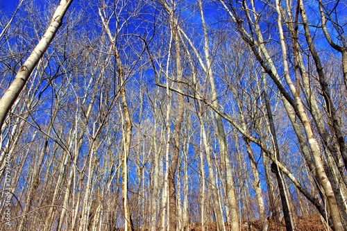 Winter Blue Sky Behind Trees