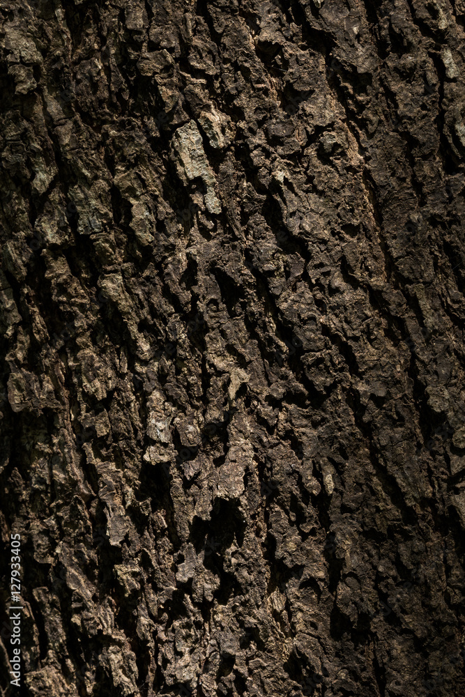 Wooden bark texture Wooden bark texture