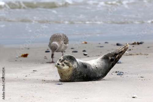 Junge Kegelrobbe und Möwe