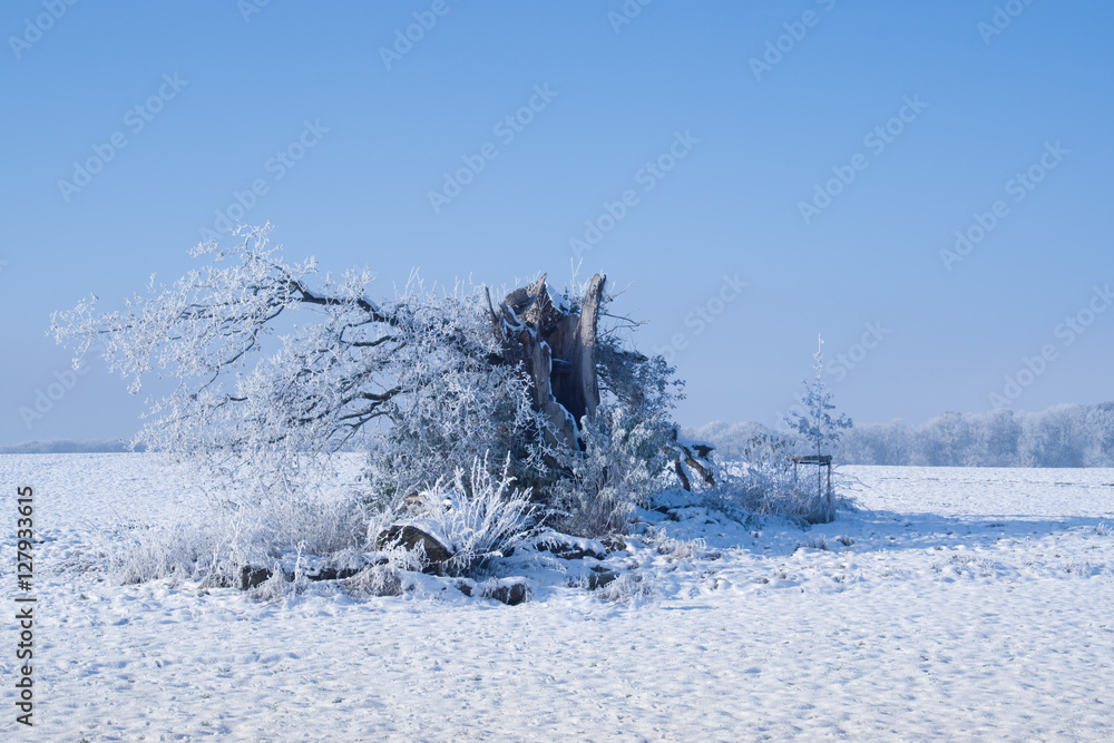 broken tree in the winter dress