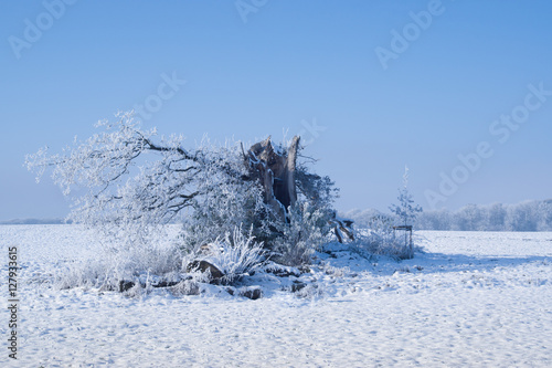 Obraz na płótnie broken tree in the winter dress w salonie