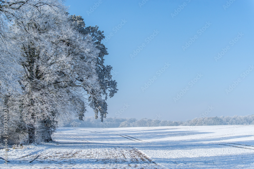 Winter mood on the frosty day