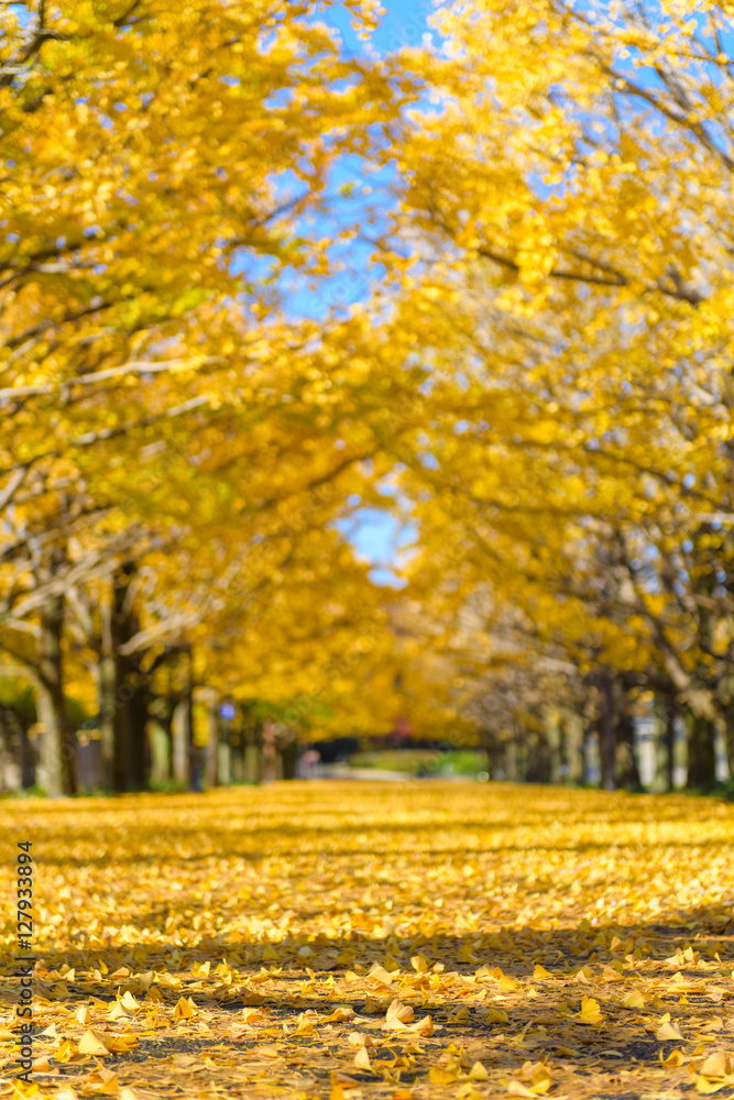 Naklejka premium Miłorząb dwuklapowy