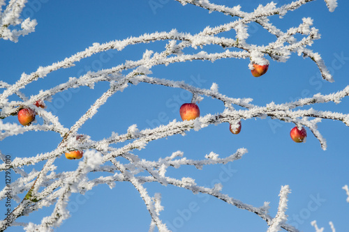 tree with apples in winter dress, frozen