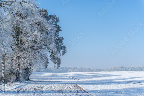 Obraz na płótnie Winter mood on the frosty day w salonie