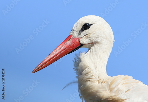 European White Stork (Ciconia Ciconia) in close-up, set against blue sky background. Seen in profile.