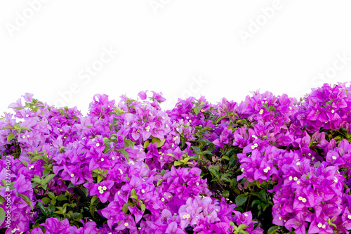 bougainvilleas isolated on white background. © krsprs