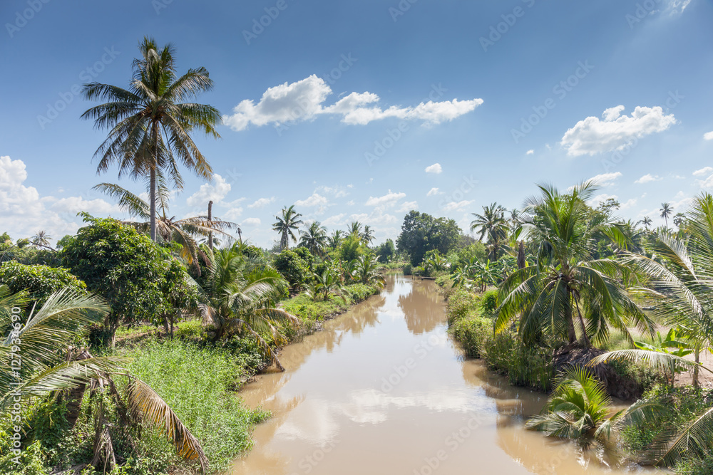 Landscape coconut trees with water canal in natural countryside.