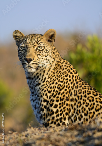 A Female Leopard  Sabi Sands Game Reserve  South Africa