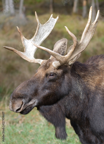 Bull moose poses in the forest in Canada