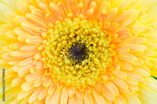 closed up yellow gerbera flowers