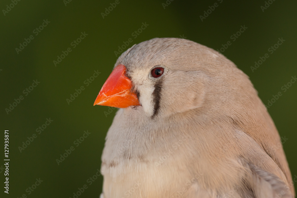 Obraz premium Beautiful colored bird