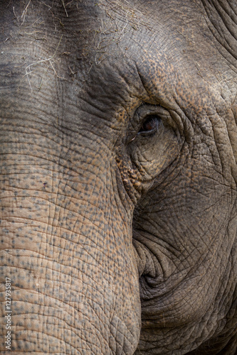 Half face of elephant