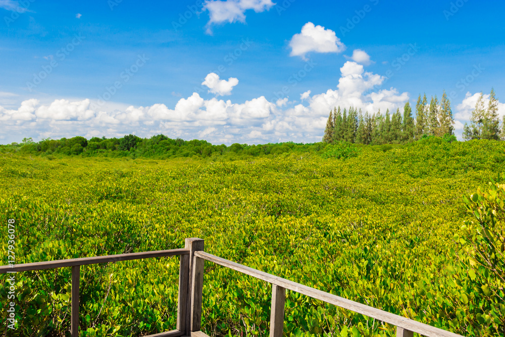 Beautiful forest and blue sky horizon, Forest in Thailand name Tung Prong Thong