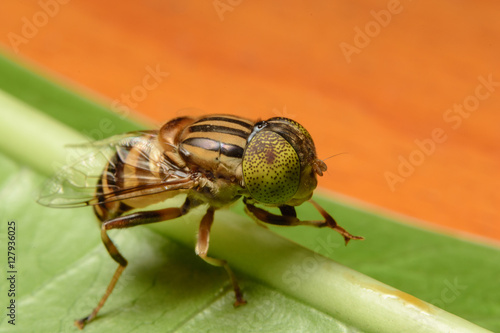 Tabanus sulcifrons yellow eyes(soft focus) photo