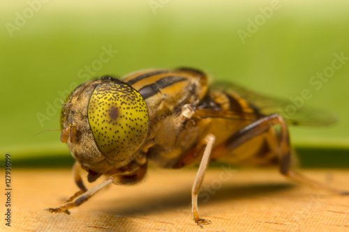 Tabanus sulcifrons yellow eyes(soft focus) photo