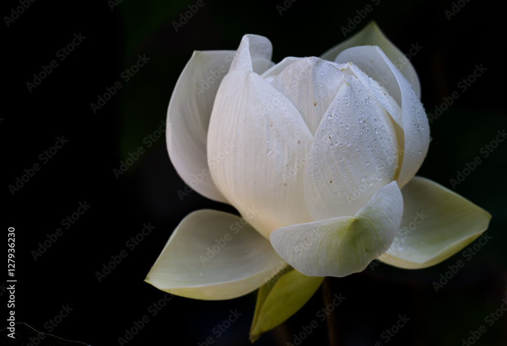 White lotus flower, blossoming in the pool