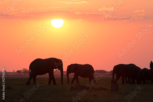 Elephants in Chobe National Park - Botswana